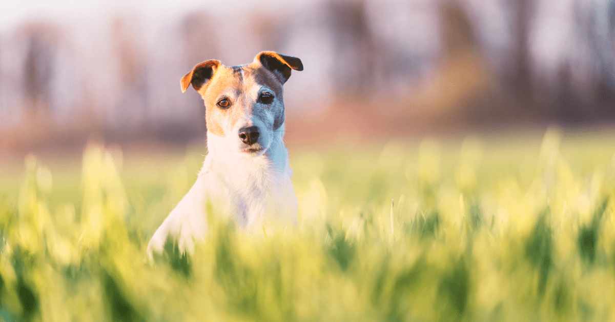 hemp for dogs in United States